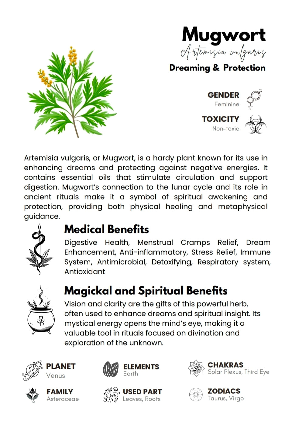 Mugwort 10g