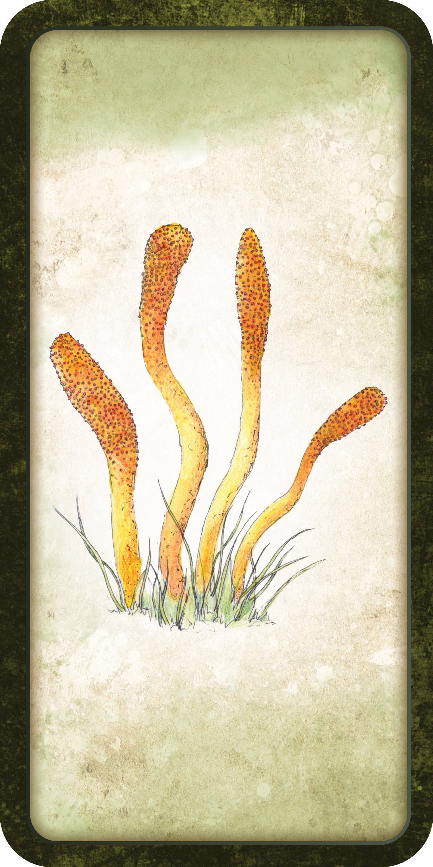 Mushroom Affirmations