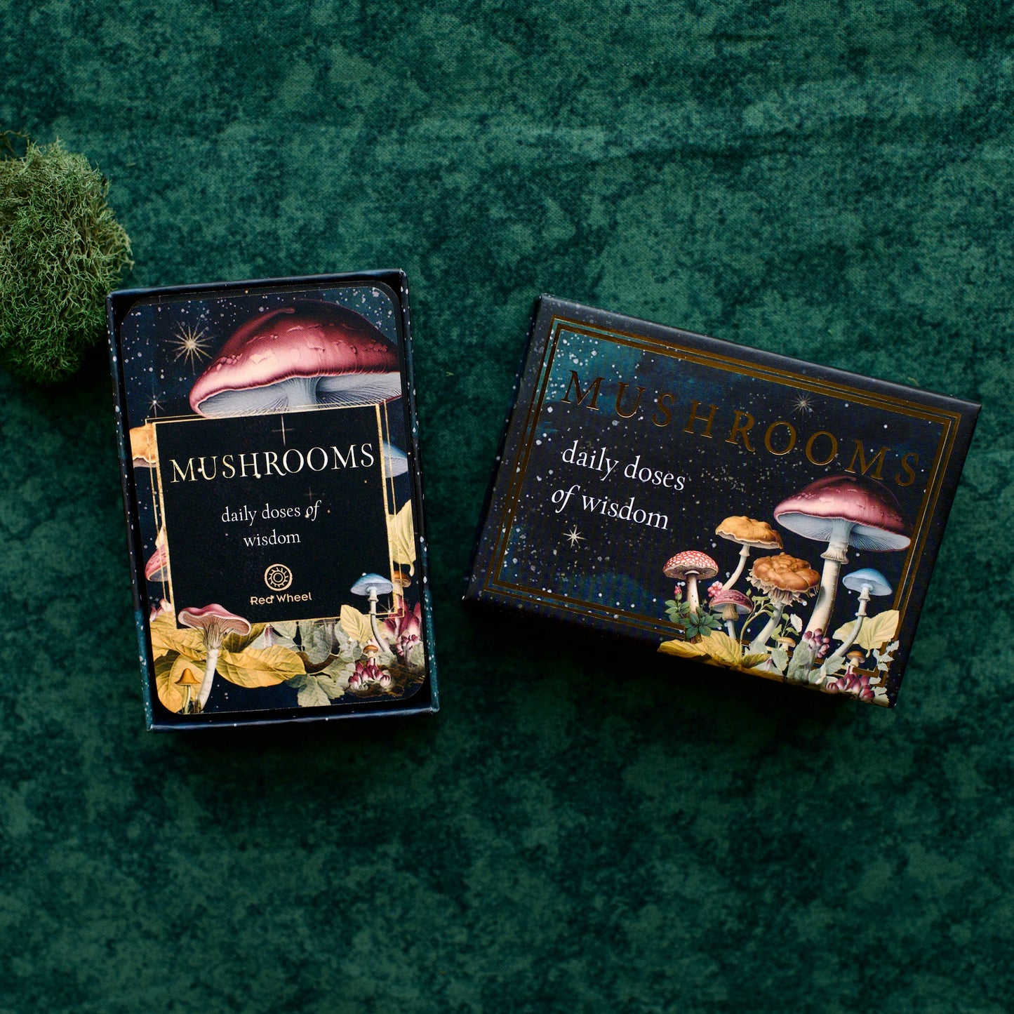 Mushrooms: Daily Doses of Wisdom