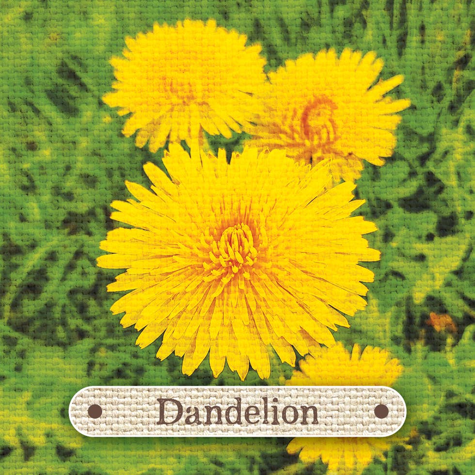 Apothecary Flashcards