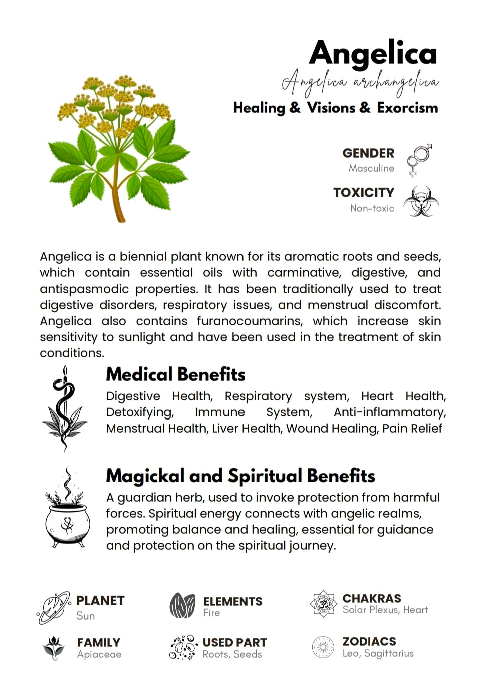 Angelica 10g